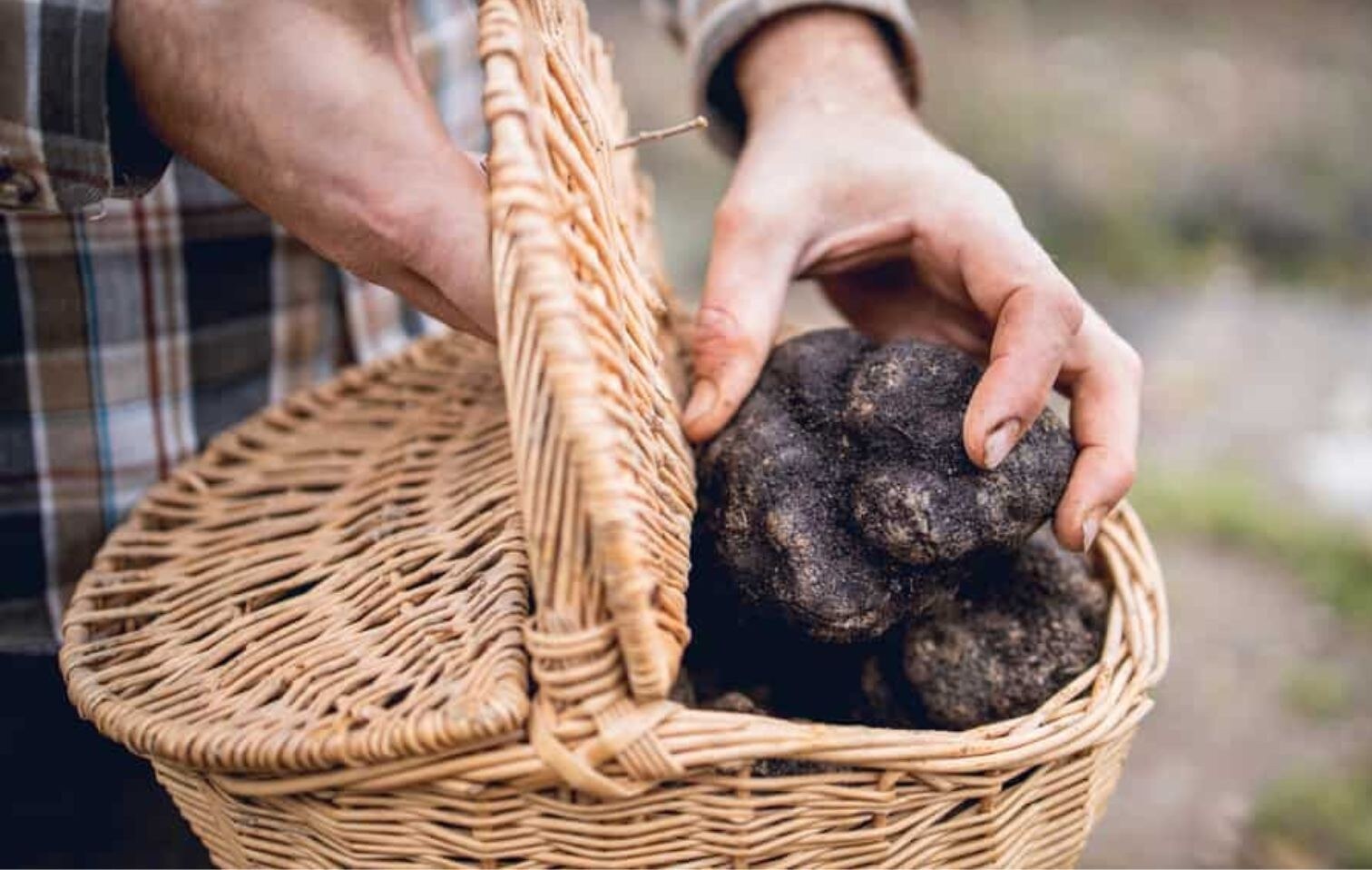 Truffle hunting in Umbria