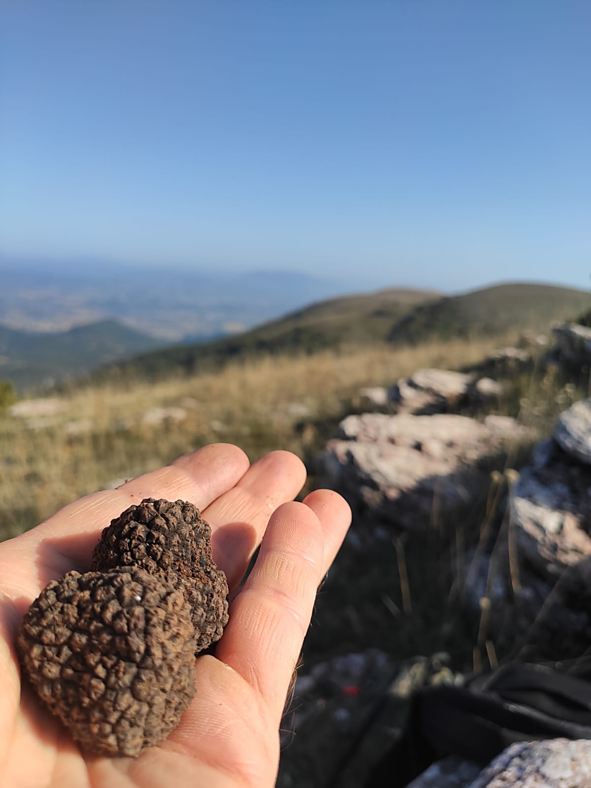 Truffle hunting in Umbria