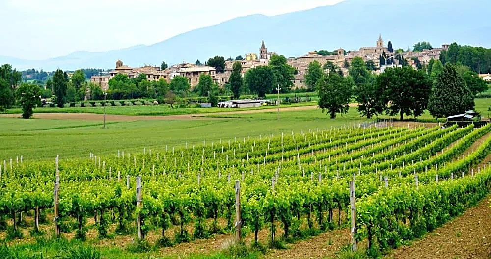 Umbrian vineyard rows with a hilltop town in the distance